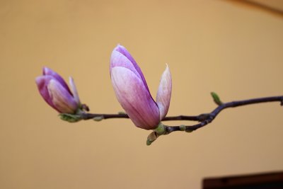 Magnolia x soulangeana - šácholan soulangeanův - květní pupata
